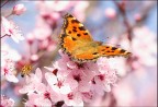riii...primavera