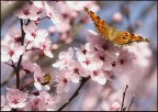 eeehh primaveraaa..le bambine si son svegliateee...
