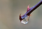 drago sputa acqua