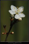 primavera