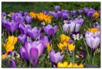 colors in the spring