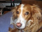 La mia canina