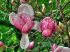 Fiorin fiorello