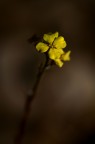 penombra gialla