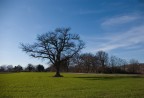 L'albero..
