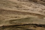 Corteccia