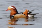 ANATRA CAROLINA