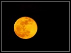 La mia Signora in giallo