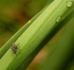 Una mosca a pois!