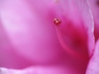 faro nel mare rosa