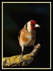 cardellino