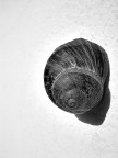 lumaca