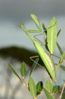 amantide religiosa