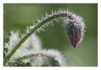 la primavera fa capolino...