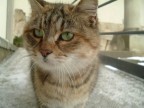 gatto delle nevi