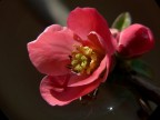 Fiore rosa