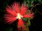 fiore