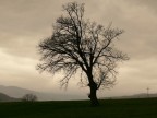 tree....