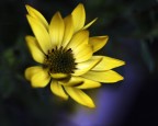 giallo 2..
