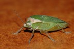 Cimice Sul Pavimento