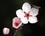 genesi di primavera