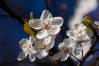 Fiori di pesco