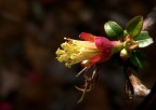 Senza petali