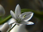 Fiore bianco 2
