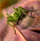 R.......verde!