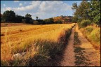 L'oro della terra