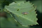 Moschina
