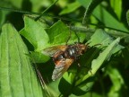 mosca