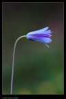 Fiore