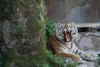 tigre siberiana
