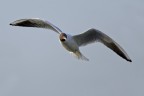 400mm   F/5.6   1/1600sec.   ISO100   EV=0

Prima uscita col 400/5.6 L nuovo ... foto scattata a mano libera ... c'era pieno di gabbiani " normali " oggi sul Lago di Mantova, ma sapreste dirmi che bestiuola  questa ?