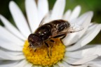 350D
100mm Macro
580ex