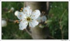Fioritura