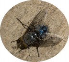 mosca