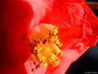ho anche bagnato il fiore , tutto fatto sul pavimento , lo sfondo  un cartone nero. Il fiore  ormai seccato , ma forse cos dura . A mia moglie piace molto, secondo me lo fa per non farmi star male.