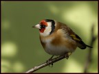 cardellino