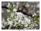 Primavera