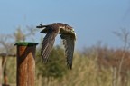 dal centro rapaci di trevignano
veloce...davvero veloce 
fotografarlo in volo  stata un'impresa