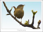 i sing the spring