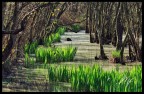 Nuova vita nella foresta