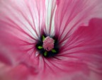 Fiore