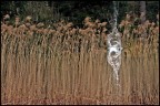 splash!