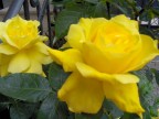 le mie rose