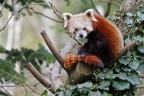 Panda Minore ...