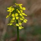 Fiore e ospite