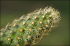 Testa di....cactus